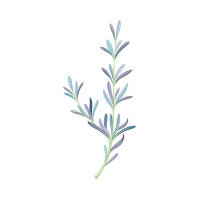 Juniper twig, trendy color floral design element illustration
