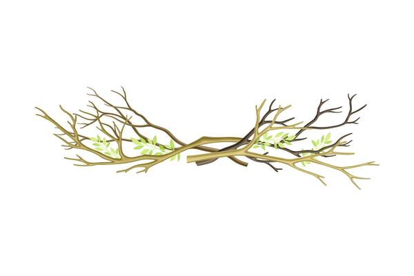 Pile of Bare Tree Branch Rested Together Illustration