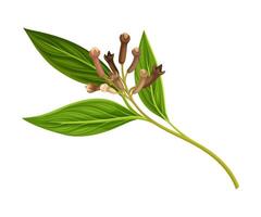 Clove Tree Branch with Ripe Aromatic Bud Illustration vector