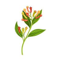 Clove Tree Branch with Ripe Aromatic Flower Bud Illustration vector