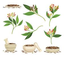 Clove Branch with Aromatic Flower Bud and Dried Spice in Mortar with Pestle Set vector