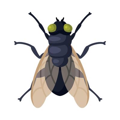 Fly Insect, Pest Control and Extermination Concept Illustration on White Background