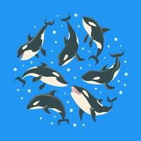 Killer Whales Pattern of Round Shape, Grampus or Orcinus Orca Whale Marine Predatory Fish Illustration vector