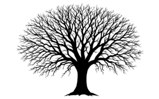 Detailed Leafless Tree Silhouette with Intricate Branches and Sturdy Trunk on Transparent Background png