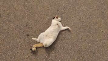 Relaxed cat lying on the ground enjoying the warmth of the sun with a playful demeanor and a calm expression showcasing a peaceful pet lifestyle concept photo