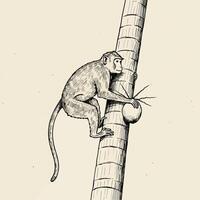 Monkey Climbing Palm Tree Illustration with Coconut in Vintage Style vector