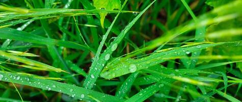 Raindrops on a summer day background of water droplets on a blade of grass after the rain photo