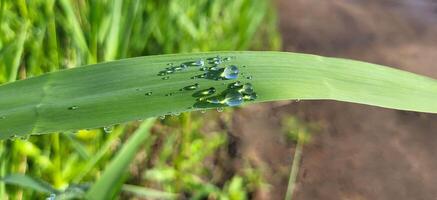 Sparkling transparent raindrops with shadows on a summer day, background of water droplets on a blade of grass after the rain photo
