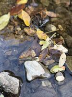 Fallen autumn leaves in a water stream. photo