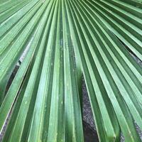 Close-up texture and structure of a green palm leaf. photo