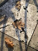 Dry autumn oak leaves on stone tiles illuminated by the soft golden sunset light. photo