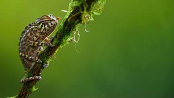 Small colorful lizard sitting on a moss covered branch in a lush green forest under soft natural light during the day photo
