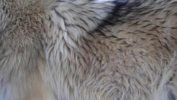 Detailed view of soft and fluffy gray and white fur showing a mix of textures and colors in natural light photo