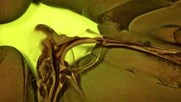 Turbulence Pattern Abstract Ink Paint Diffusion Paradox Illusion Shapes video