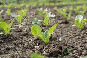 Seedling in cultivated agricultural field with graphic concept modern agricultural technology photo