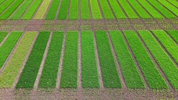 zumbido ver de agrícola prueba parcelas con variar cosecha crecimiento, experimental campo filas para agronómico investigación y análisis video