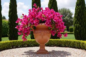 large terracotta urn overflowing with vibrant bright pink bougainvillea flowers, creating a stunning floral display in a formal Mediterranean-style garden with cypress trees and a gravel path photo