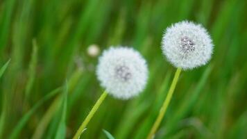 two dandelions are in the grass with green blur background video
