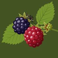 Mosquito on Berries Illustration - Bramble and Raspberry with Leaves vector