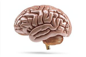 Detailed 3D Render of Human Brain, Light Brown, Isolated on White photo