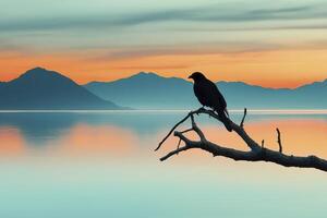 Crow Silhouette at Sunrise Over a Calm Lake and Mountains photo