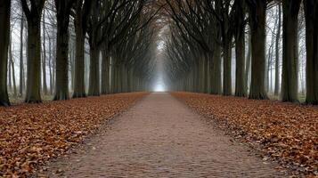 Serene Autumn Path Brown Leaves and Misty Light photo