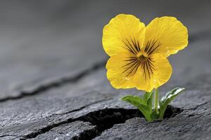 Resilient Yellow Pansy Emerging from Cracked Earth photo