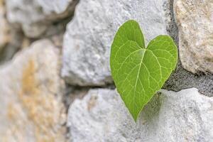 Heart Shaped Green Leaf Growing from a Rustic Rock Wall under Diffused Lighting photo