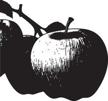 Black and white illustration of apples on a branch vector