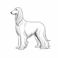 Afghan hound dog coloring page vector