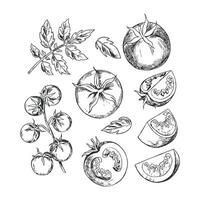 Illustration of hand drawn tomatoes slices and leaves, showcasing different cuts. Features detailed line art suitable for culinary or botanical designs vector