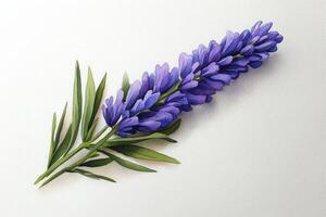 Purple Flower Stem on White Textured Background photo