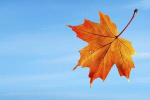 Orange Maple Leaf Floating Against a Vivid Blue Sky photo