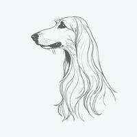 illustration of afghan hound dog vector