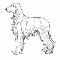 Afghan hound coloring pages vector