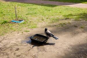 A Colorful Bird Enjoying Its Time Bathing in a Water Tray Placed on Soft Green Grass photo