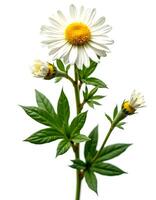 a single white daisy with yellow center on a white background photo