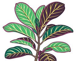 Vibrant Illustration of a Calathea Plant with Striking Leaf Patterns vector
