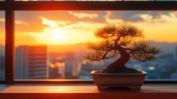 Bonsai tree at sunset cityscape view photo