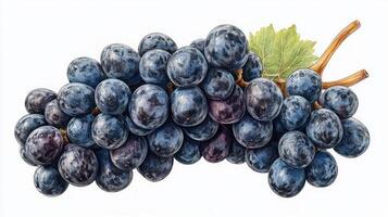 A bunch of dark purple grapes photo