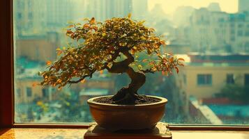 Bonsai on windowsill, city view photo