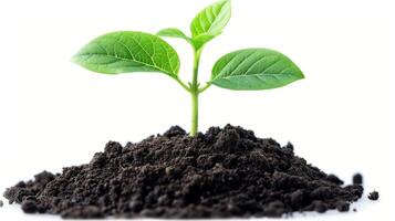 Hands plant a small green sapling into rich soil, focusing on nurturing the growth of new life and supporting reforestation efforts for a healthier ecosystem. photo