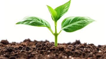 Hands gently plant a green sapling in fertile soil, symbolizing commitment to reforestation and environmental conservation in a nurturing setting. photo