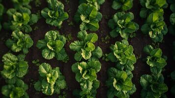 Hands nurture green saplings planted in fertile soil, promoting sustainable growth and reforestation initiatives in a vibrant outdoor setting. This field showcases nature's beauty and biodiversity. photo