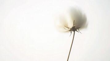 A single white cotton plant is shown in front of a white background photo