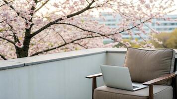 Working on Laptop Outdoors with Cherry Blossoms in Spring photo