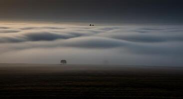 A lone tree is seen in the middle of a foggy field photo