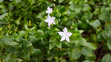 White five-petaled flowers in lush greenery photo