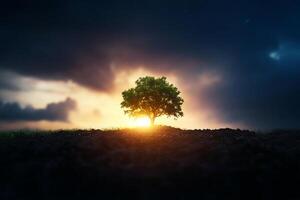 A tree is standing on a field with the sun setting behind it photo