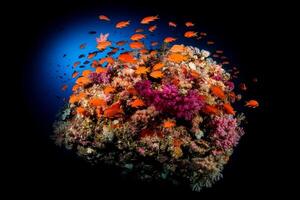 A coral reef with many fish swimming around it photo